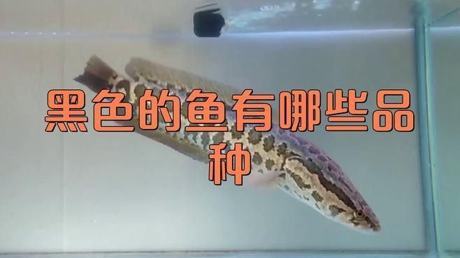 黑色龍魚有哪些品種？（心靈的游樂場黑色熱帶魚有哪些品種和介紹袁物先森）