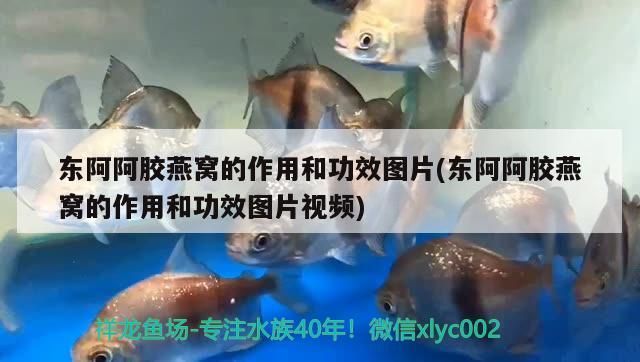 東阿阿膠燕窩的作用和功效圖片(東阿阿膠燕窩的作用和功效圖片視頻)（東阿阿膠燕窩的作用與功效）