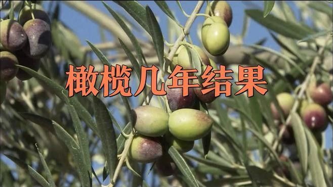 欖仁葉多久換一次（使用欖仁葉的注意事項）
