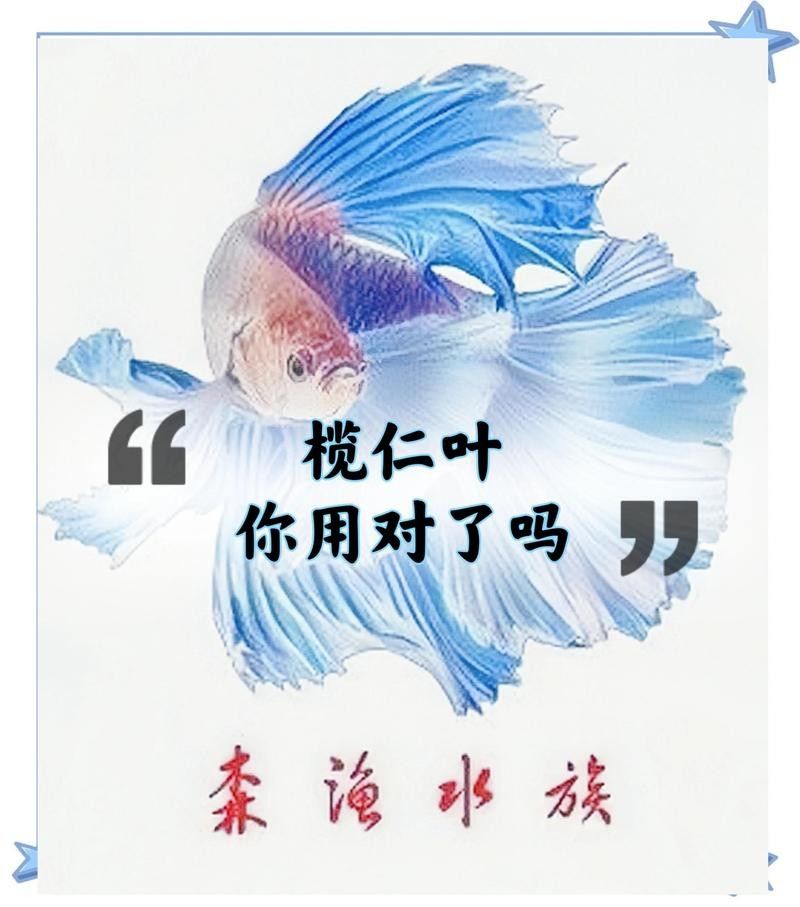 欖仁葉多久換一次（使用欖仁葉的注意事項）