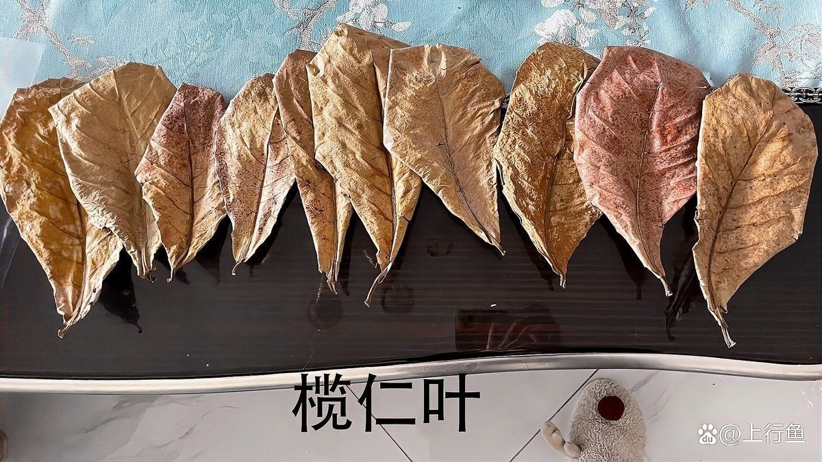 欖仁葉多久換一次（使用欖仁葉的注意事項）