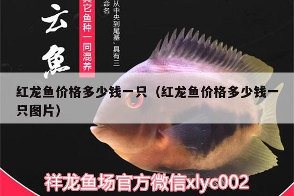 紅龍魚價格多少錢一只（紅龍魚價格多少錢一只圖片）（紅龍魚價格多少錢一只）