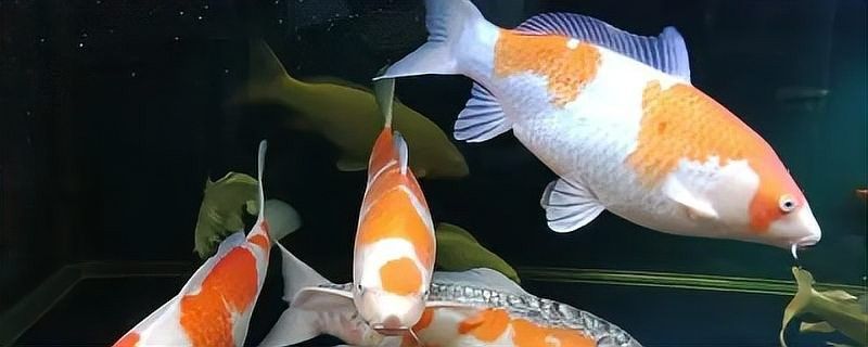龍魚和錦鯉多久喂一次（魚和錦鯉的喂養(yǎng)頻率是養(yǎng)魚愛好者關(guān)心的問題之一）