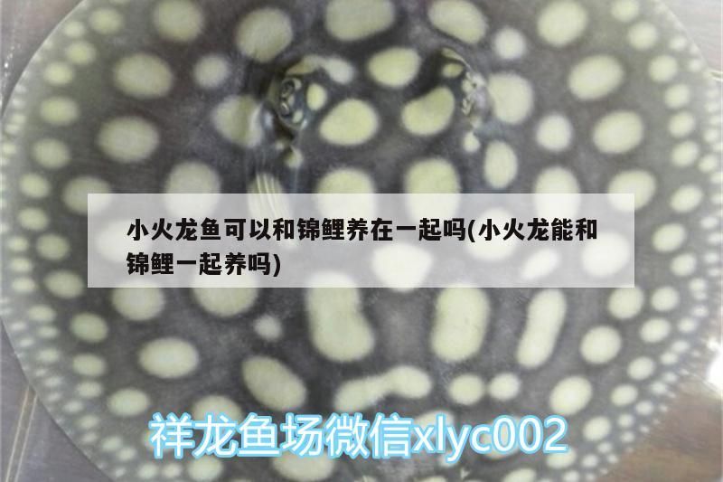 小火龍魚可以和錦鯉養在一起嗎(小火龍能和錦鯉一起養嗎)（小火龍魚可以和錦鯉養在一起嗎）