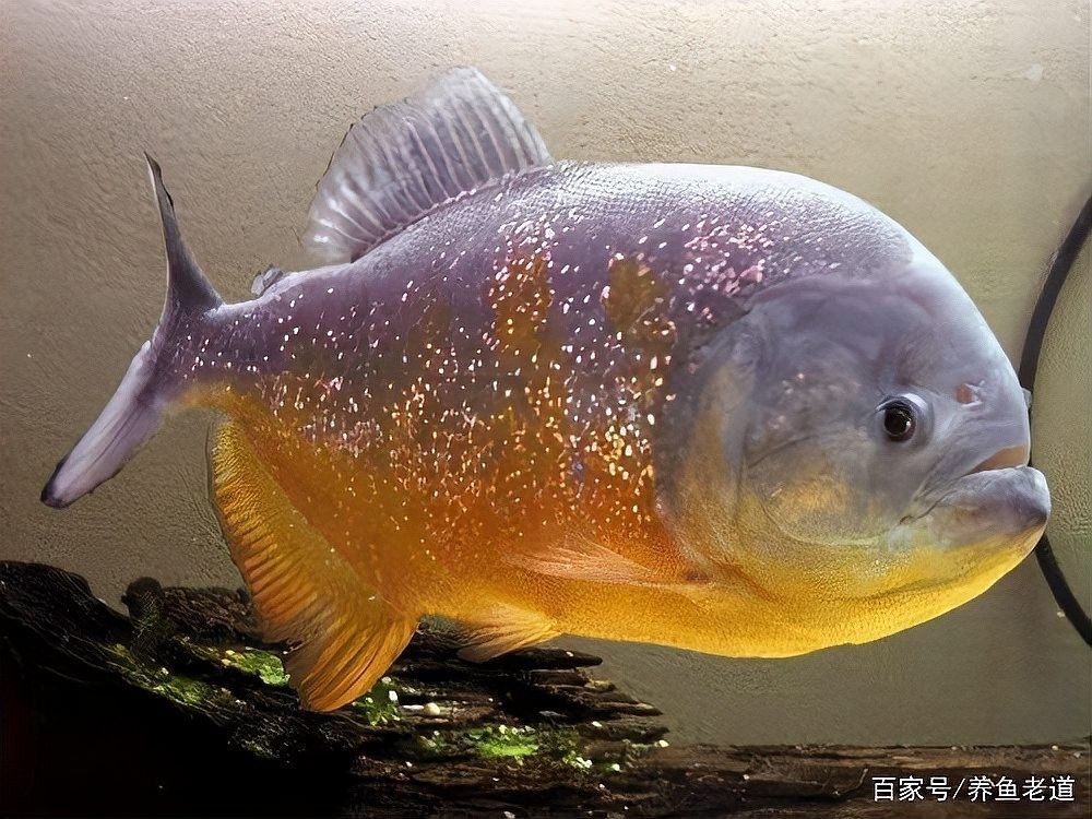 如何判斷虎魚是否健康（如何判斷虎魚的健康狀況）