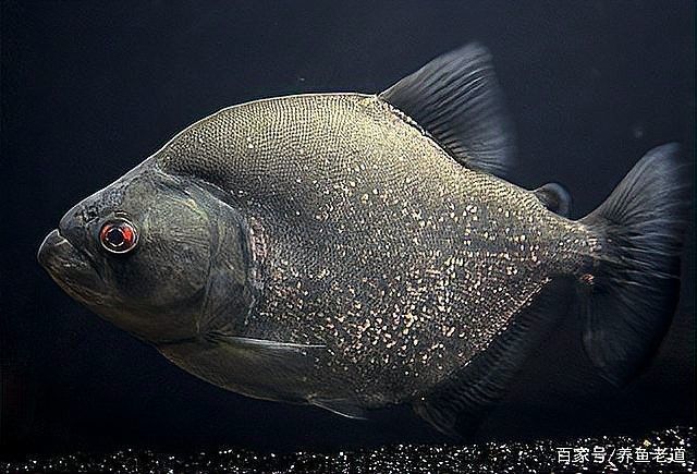 如何判斷虎魚是否健康（如何判斷虎魚的健康狀況）
