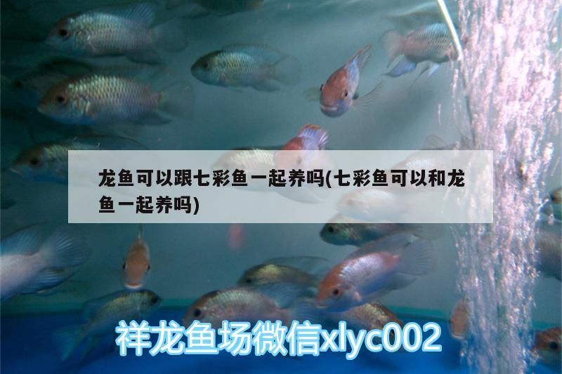 龍魚可以跟七彩魚一起養(yǎng)嗎(七彩魚可以和龍魚一起養(yǎng)嗎)（龍魚與七彩魚可以跟七彩魚一起養(yǎng)嗎）
