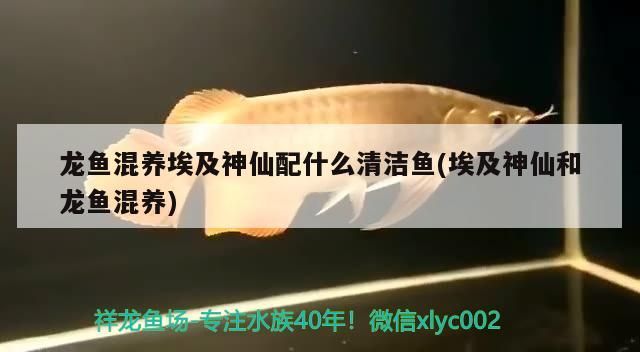 龍魚混養埃及神仙配什么清潔魚(埃及神仙和龍魚混養)（龍魚混養埃及神仙配什么）