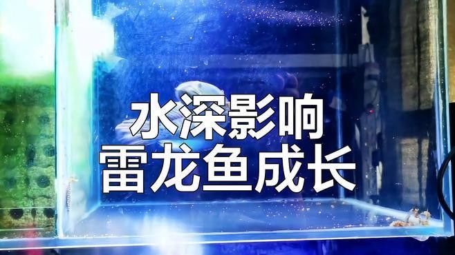 魔鬼刀魚和龍魚混養需要多大的魚缸