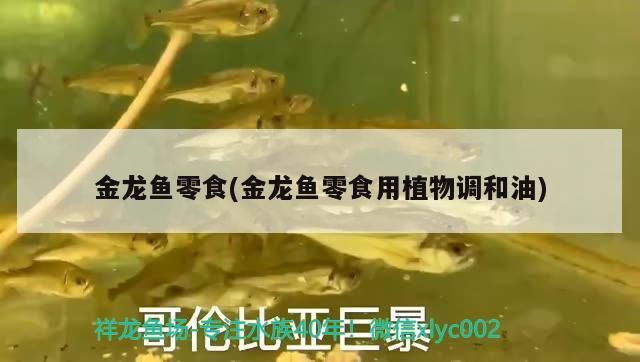 金龍魚零食(金龍魚零食用植物調和油)（金龍魚喂食什么最好）