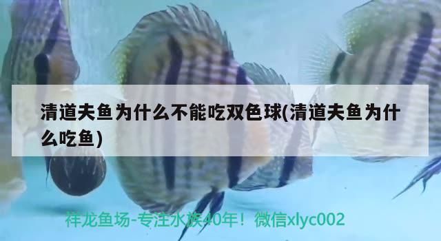 清道夫魚為什么不能吃雙色球(清道夫魚為什么吃魚)（清道夫魚為什么不能吃雙色球） 清道夫魚為什么不能吃雙色球(清道夫魚為什么吃魚)（清道夫魚為什么不能吃雙色球） 觀賞魚百科
