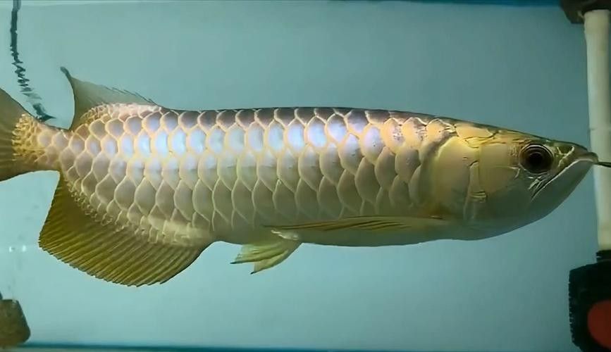 帝龍魚業(yè)和祥龍魚場哪個更好 龍魚百科 第6張 帝龍魚業(yè)和祥龍魚場哪個更好 帝龍魚業(yè)和祥龍魚場哪個更好 龍魚百科 第6張