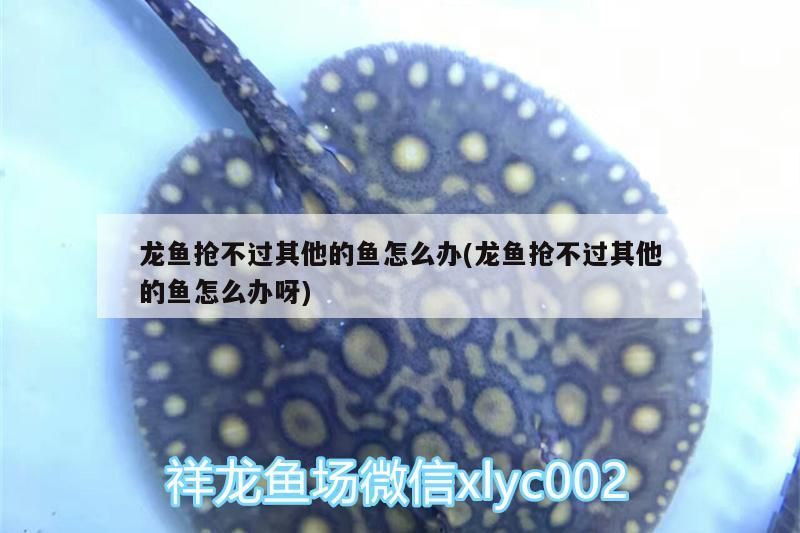 銀龍魚一天喂幾次比較好呢：銀龍魚一天喂幾次比較好？（銀龍魚一天喂幾次比較好）