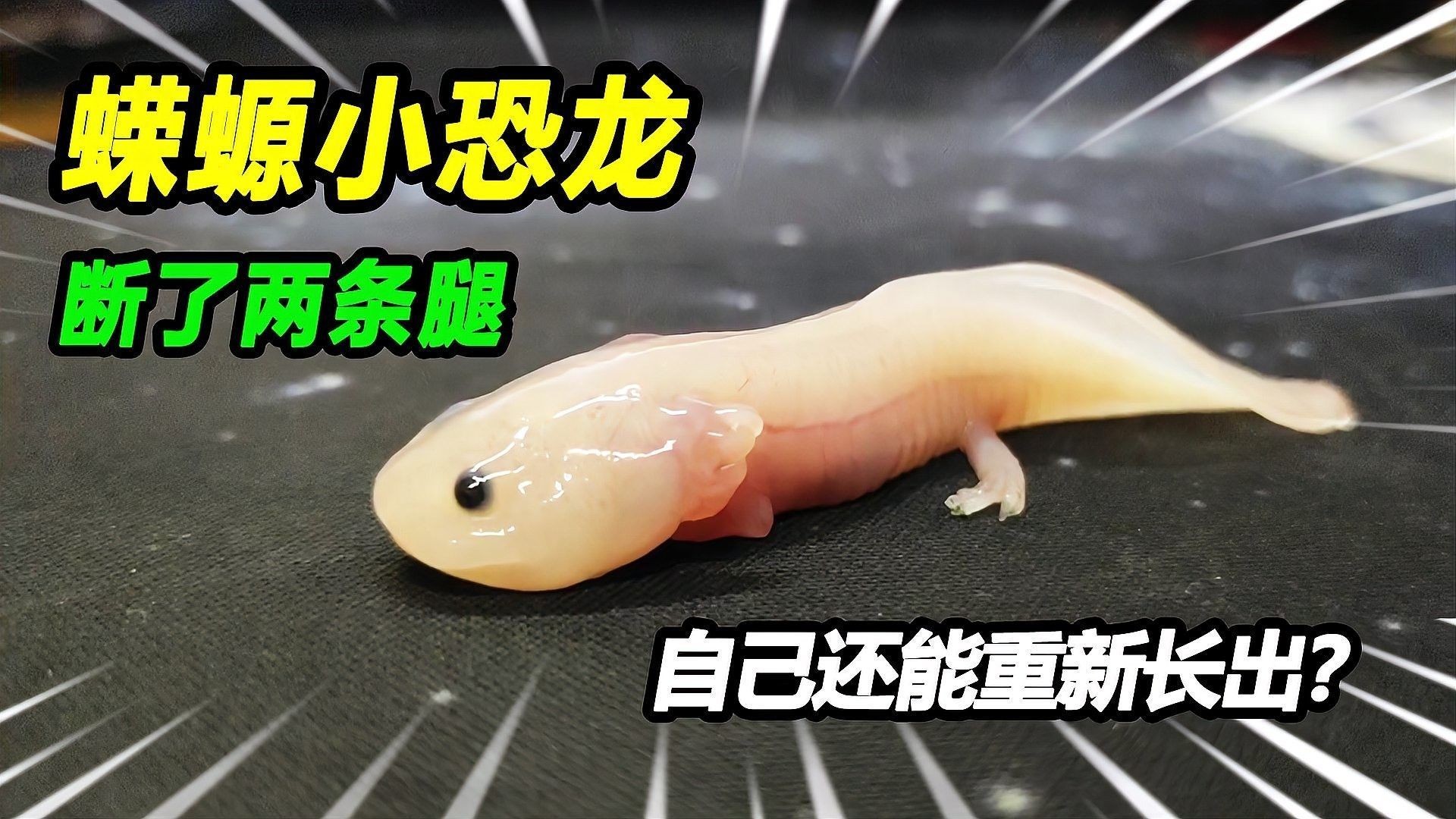 如何判斷東方蠑螈是否感染？（東方蠑螈感染的診斷方法）