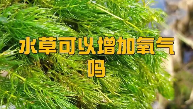 如何預(yù)防龍魚缺氧（養(yǎng)龍魚缺氧預(yù)防需“三位一體”預(yù)防龍魚缺氧的預(yù)防措施）