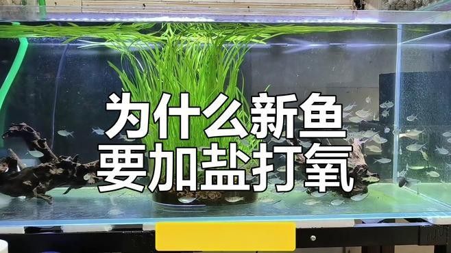 如何預(yù)防龍魚缺氧（養(yǎng)龍魚缺氧預(yù)防需“三位一體”預(yù)防龍魚缺氧的預(yù)防措施）