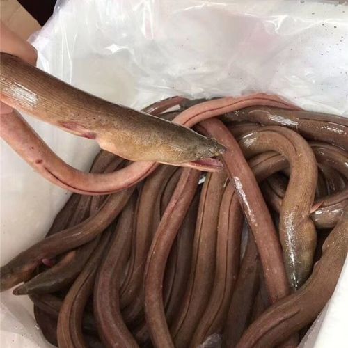 人工養殖的土龍魚價格如何（人工養殖的土龍魚價格會更高嗎？）