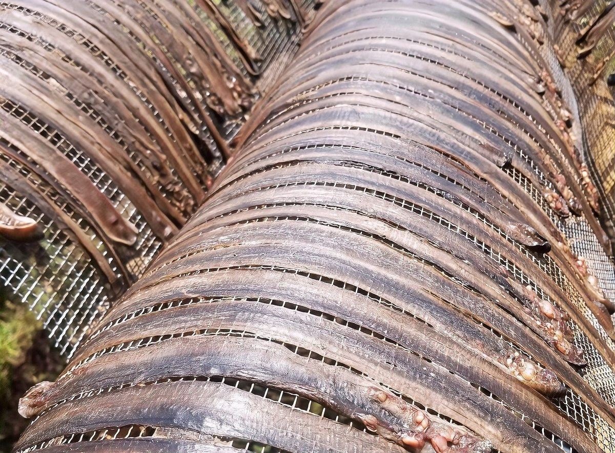 人工養殖的土龍魚價格如何（人工養殖的土龍魚價格會更高嗎？）