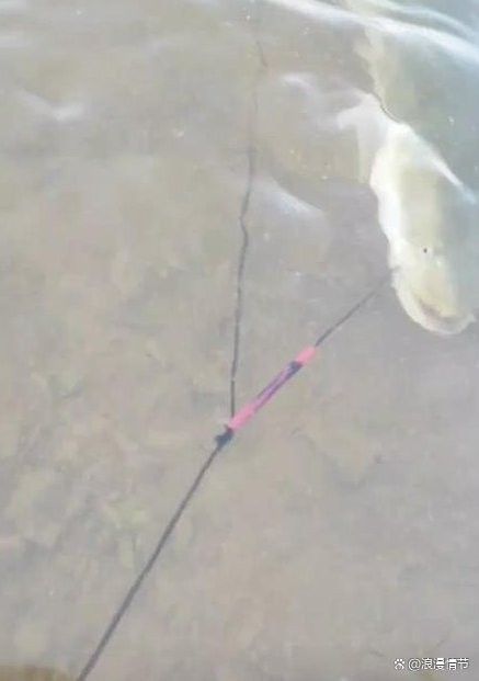 人工養殖的土龍魚價格如何（人工養殖的土龍魚價格會更高嗎？）