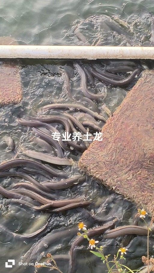 人工養殖的土龍魚價格如何（人工養殖的土龍魚價格會更高嗎？）