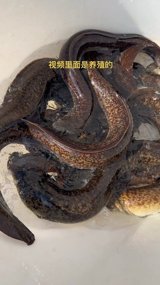 人工養殖的土龍魚價格如何（人工養殖的土龍魚價格會更高嗎？）
