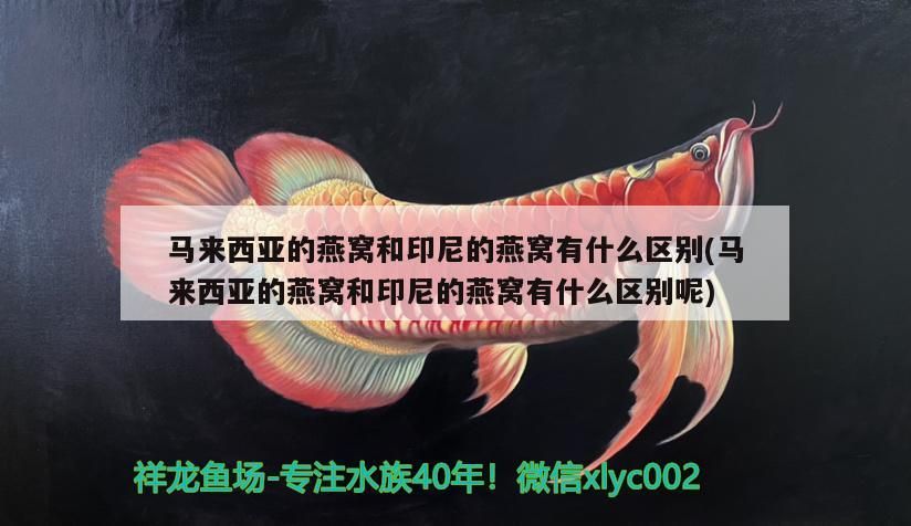 馬來西亞的燕窩和印尼的燕窩有什么區(qū)別(馬來西亞的燕窩和印尼的燕窩有什么區(qū)別呢)（馬來西亞燕窩和印尼燕窩有什么區(qū)別）