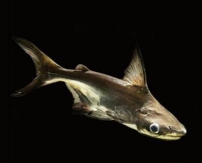 成吉思汗鯊觀賞魚(yú)（如何飼養(yǎng)成吉思汗鯊）