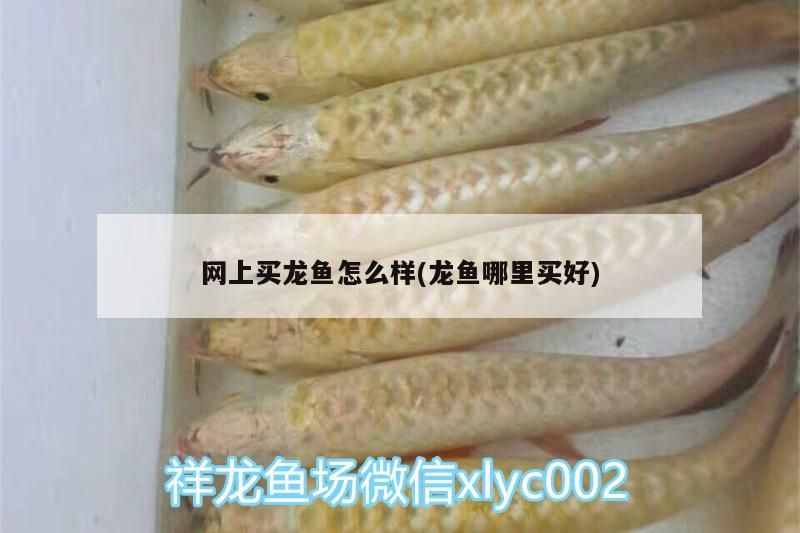網上買龍魚怎么樣(龍魚哪里買好)（網上買龍魚怎么樣）