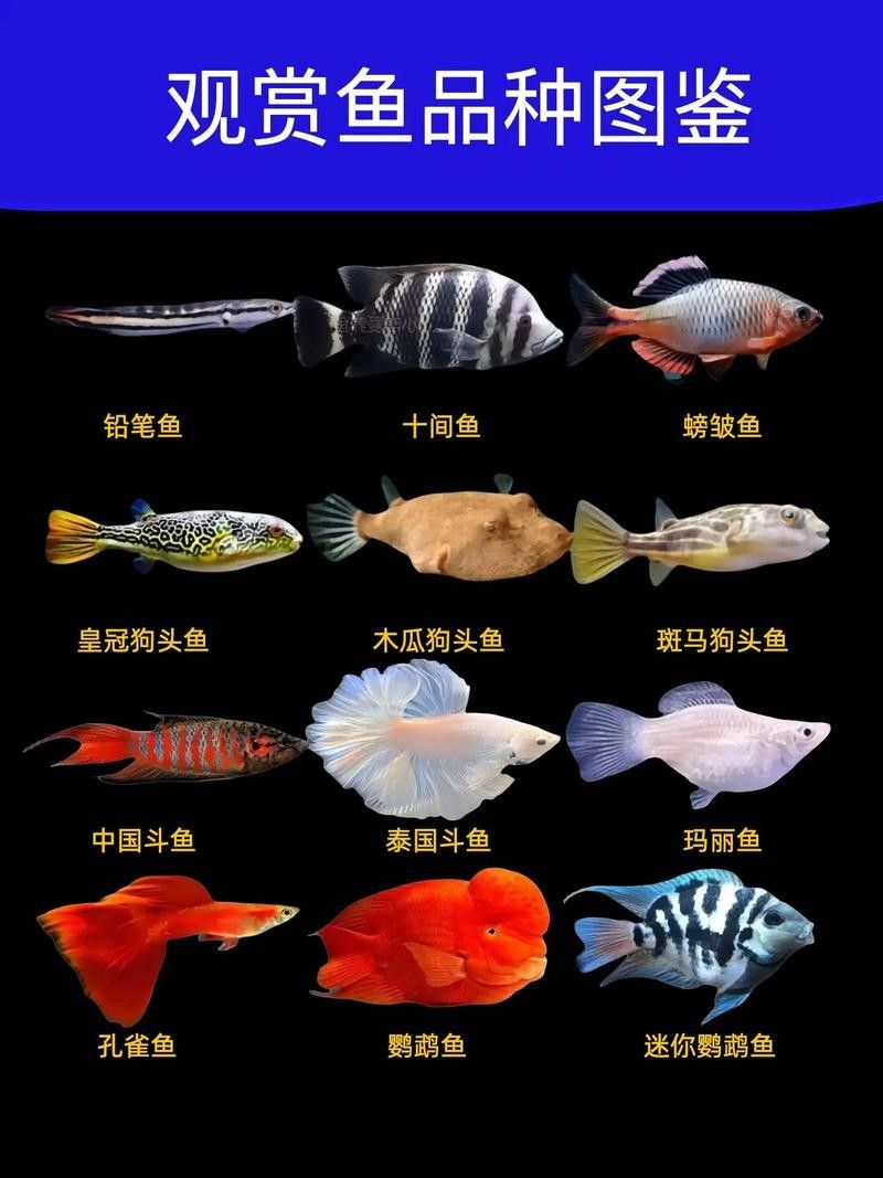 門類觀賞魚市場有哪些品種？（深圳花鳥魚蟲市場有哪些觀賞魚的種類有哪些觀賞魚的種類）