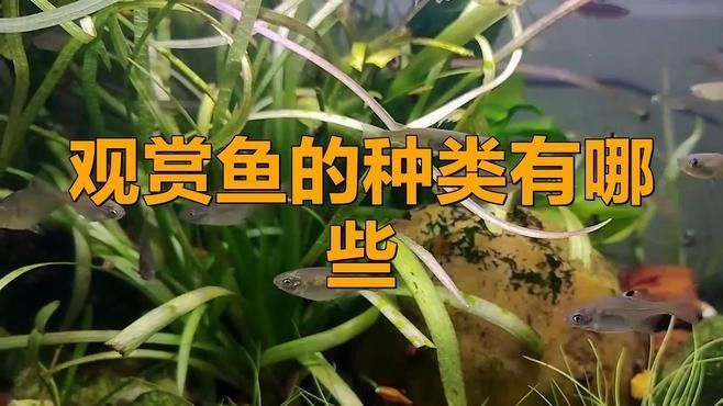 門類觀賞魚市場有哪些品種？（深圳花鳥魚蟲市場有哪些觀賞魚的種類有哪些觀賞魚的種類）