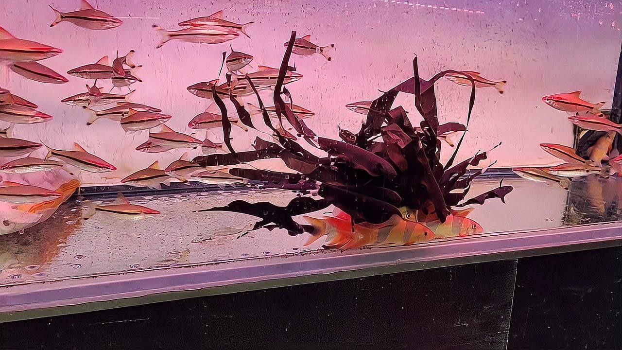 門類觀賞魚市場有哪些品種？（深圳花鳥魚蟲市場有哪些觀賞魚的種類有哪些觀賞魚的種類）
