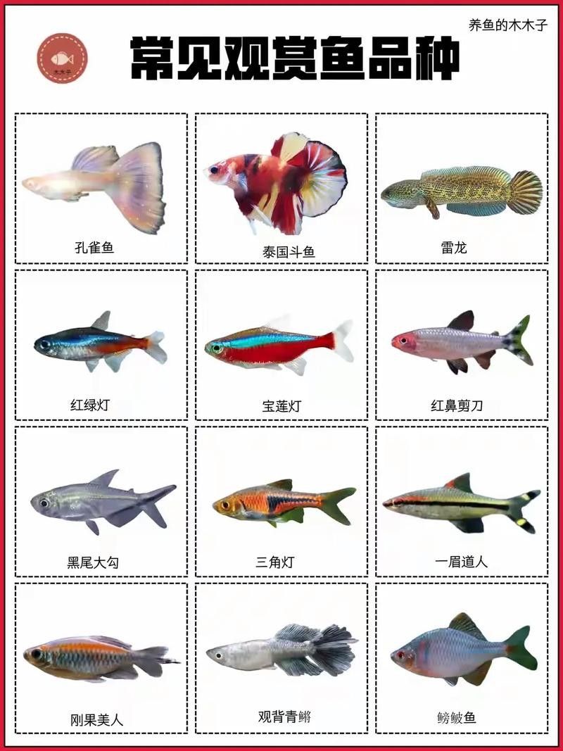 門類觀賞魚市場有哪些品種？（深圳花鳥魚蟲市場有哪些觀賞魚的種類有哪些觀賞魚的種類）