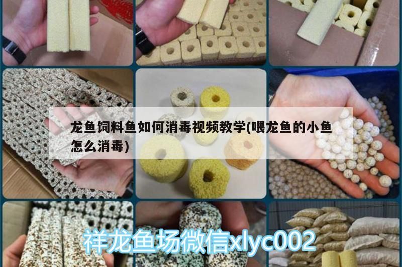 龍魚飼料魚如何消毒視頻教學(xué)(喂龍魚的小魚怎么消毒)（龍魚飼料魚如何消毒） 龍魚飼料魚如何消毒視頻教學(xué)(喂龍魚的小魚怎么消毒)（龍魚飼料魚如何消毒） 觀賞魚百科