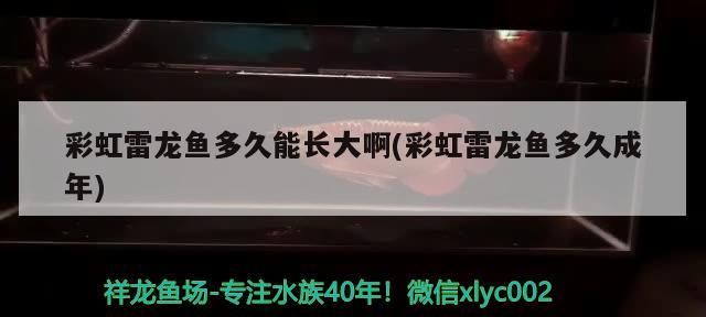 彩虹雷龍魚多久能長大啊(彩虹雷龍魚多久成年)
