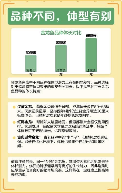金龍魚最大能長到多大？（金龍魚一年能長多少厘米）