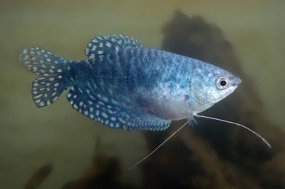 不同季節(jié)龍魚(yú)水溫管理，不同季節(jié)對(duì)龍魚(yú)水溫的管理