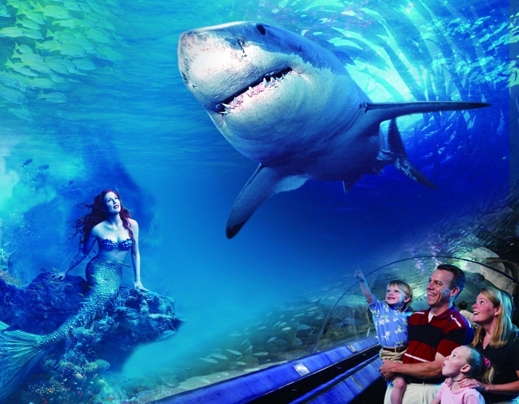 精河哪個水族館龍魚好？祥龍魚場龍魚