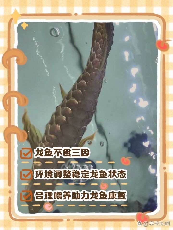 龍魚停食后如何調整水質（龍魚停食期間水質如何調整）