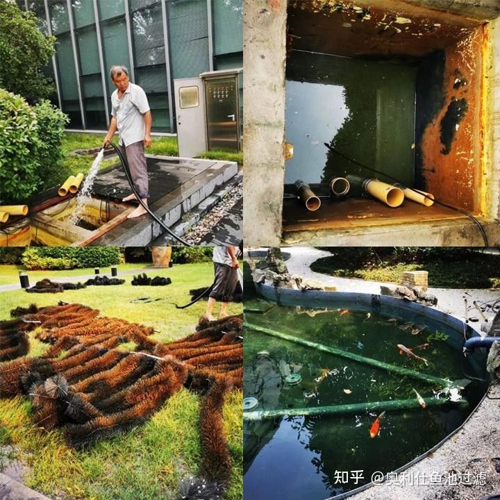 龍魚缸過濾材料多久清洗一次（魚缸過濾材料多久清洗一次） 龍魚缸過濾材料多久清洗一次（魚缸過濾材料多久清洗一次） 龍魚百科 第10張