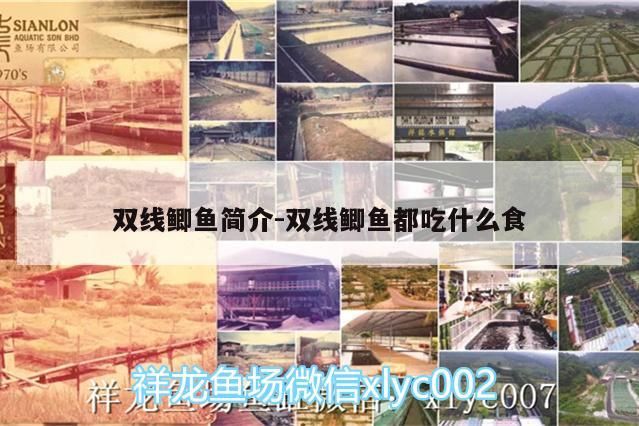 雙線鯽魚簡介:雙線鯽魚都吃什么食