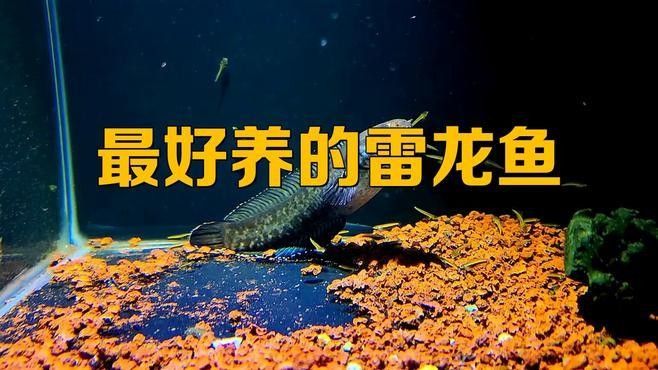 哪種雷龍魚最活潑（九種高顏值雷龍魚品種圖鑒…搜狐新手養雷龍魚）