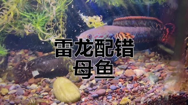 哪種雷龍魚最活潑（九種高顏值雷龍魚品種圖鑒…搜狐新手養雷龍魚）