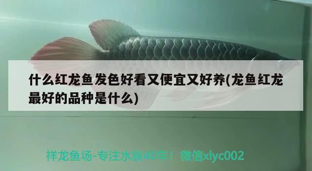 什么紅龍魚發色好看又便宜又好養(龍魚紅龍最好的品種是什么) 什么紅龍魚發色好看又便宜又好養(龍魚紅龍最好的品種是什么) 觀賞魚百科