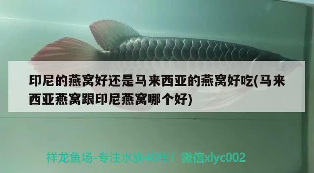 印尼的燕窩好還是馬來西亞的燕窩好吃(馬來西亞燕窩跟印尼燕窩哪個好)（印尼和馬來西亞燕窩好還是馬來西亞的燕窩好吃，馬來西亞燕窩好吃）