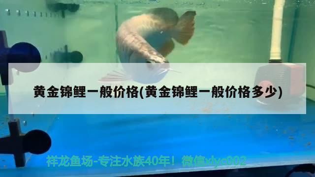 黃金錦鯉一般價格(黃金錦鯉一般價格多少)（黃金錦鯉一般價格多少）