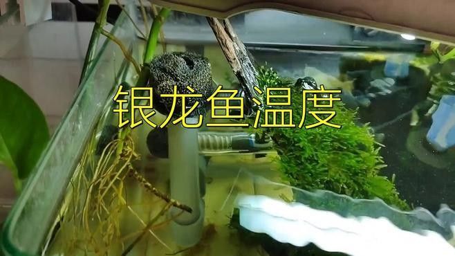 如何調(diào)節(jié)龍魚缸的水溫