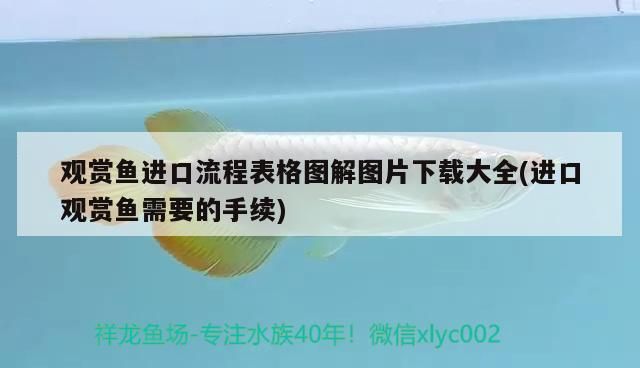 觀賞魚進(jìn)口流程表格圖解圖片下載大全(進(jìn)口觀賞魚需要的手續(xù))（觀賞魚進(jìn)口流程表格圖解）