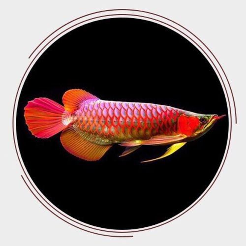紅龍魚高清頭像有哪些風格（常見的紅龍魚高清頭像風格分類及特點及特點）