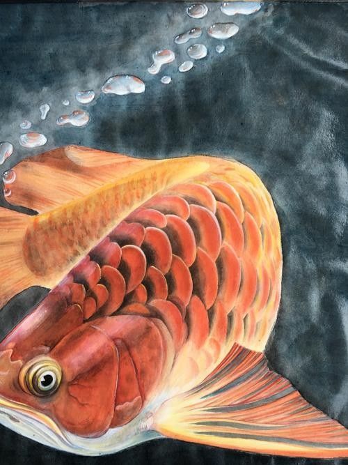 紅龍魚高清頭像有哪些風格（常見的紅龍魚高清頭像風格分類及特點及特點）