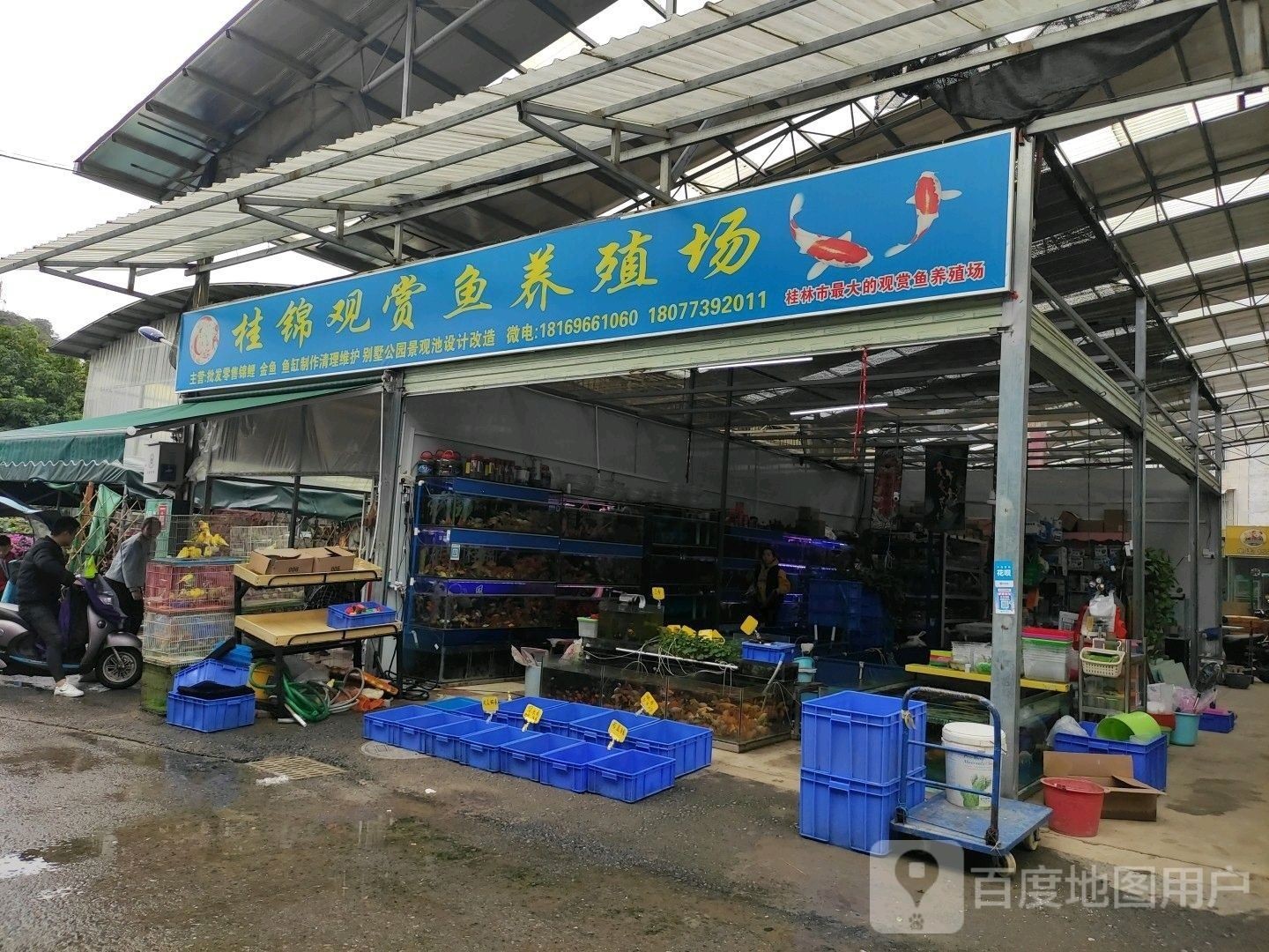 如何聯系桂林龍魚養殖基地（桂林龍魚養殖基地如何聯系？）